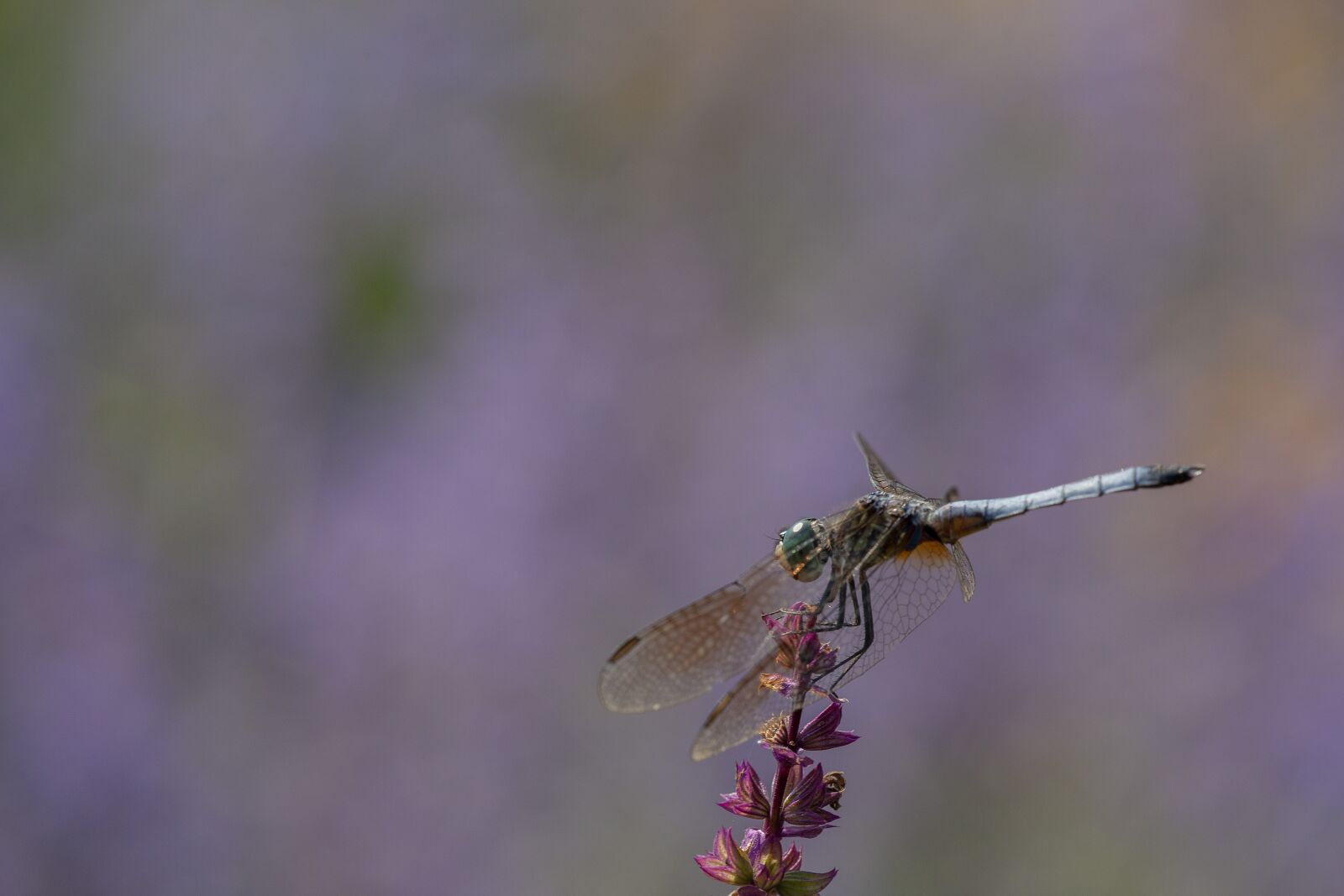 Canon EOS 5D Mark II sample photo. Blue dasher dragonfly, dragonfly photography