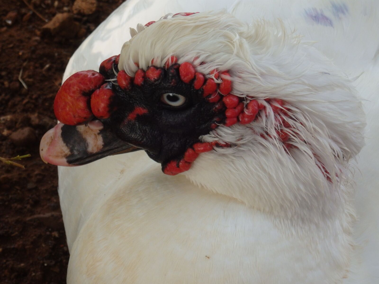 Olympus SZ-16,DZ-105 sample photo. Muscovy, duck, beak photography