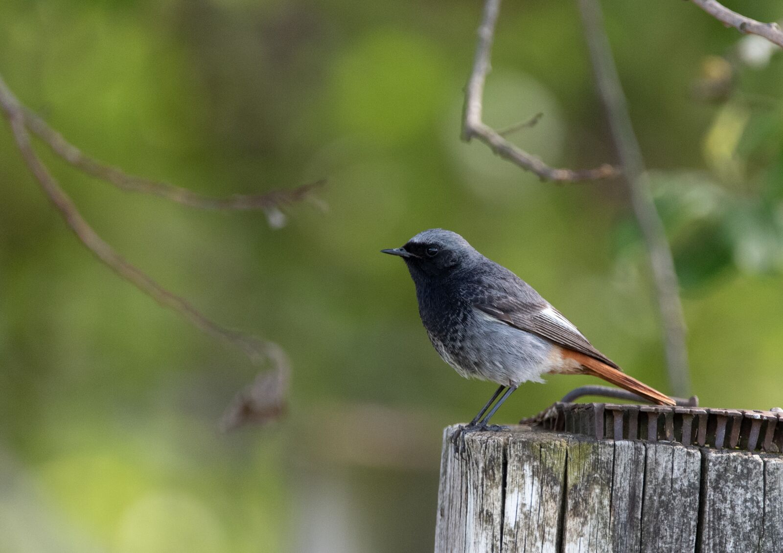 Nikon D750 sample photo. Bird, beak, bill photography