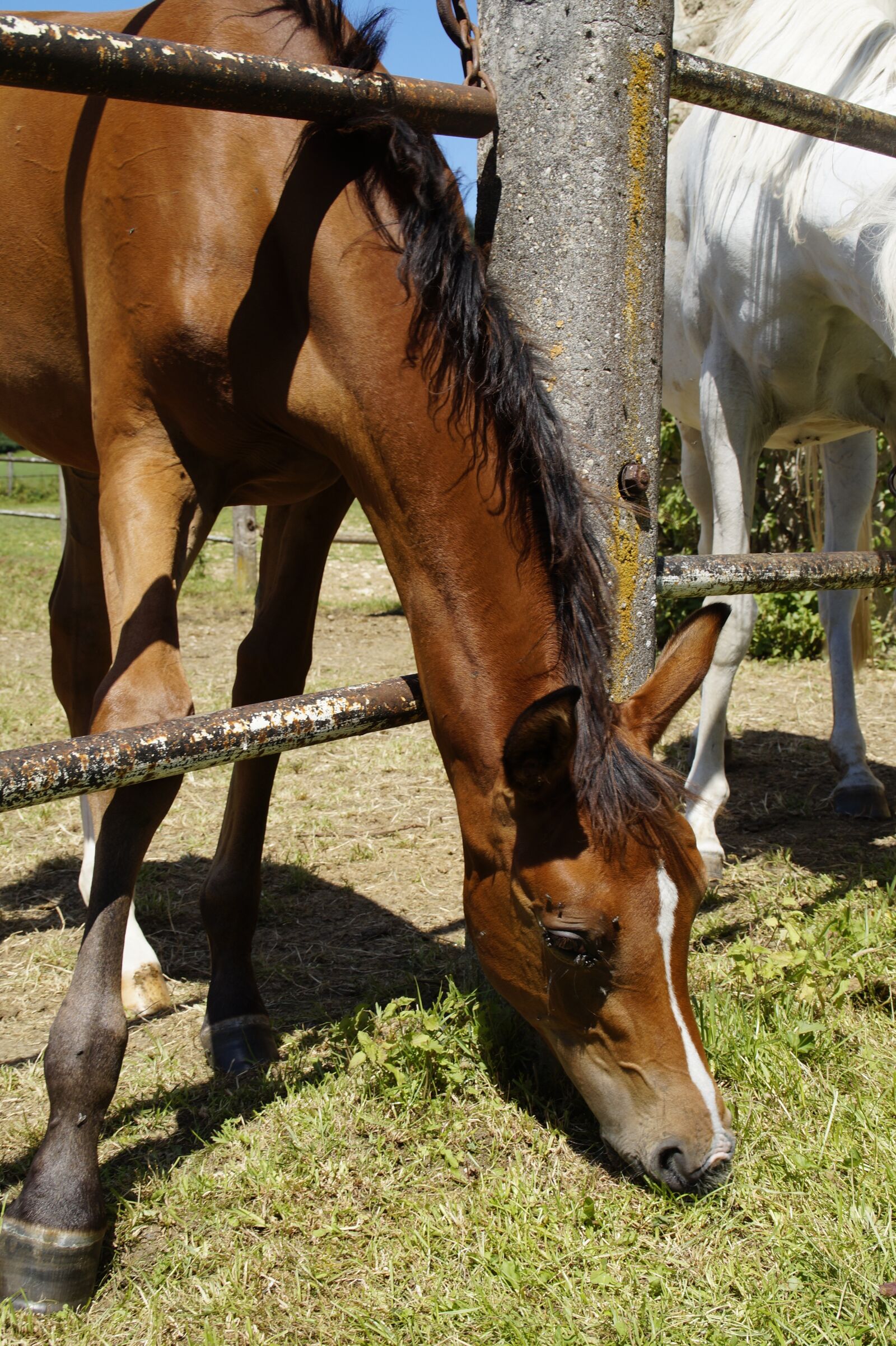 Sony SLT-A58 sample photo. Foal, arab foal, coupling photography