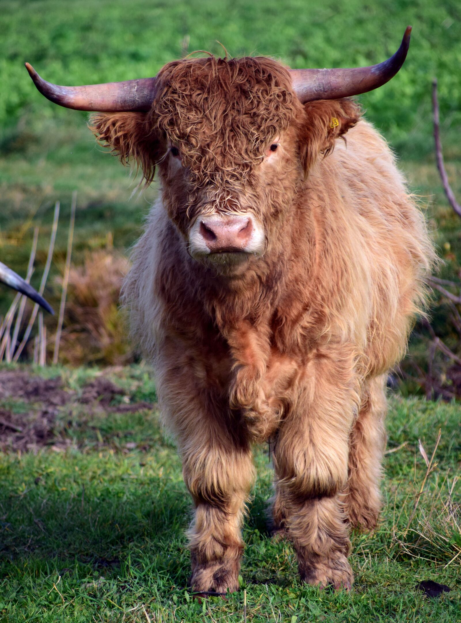 Nikon D3300 sample photo. Bull, boy, galloway photography