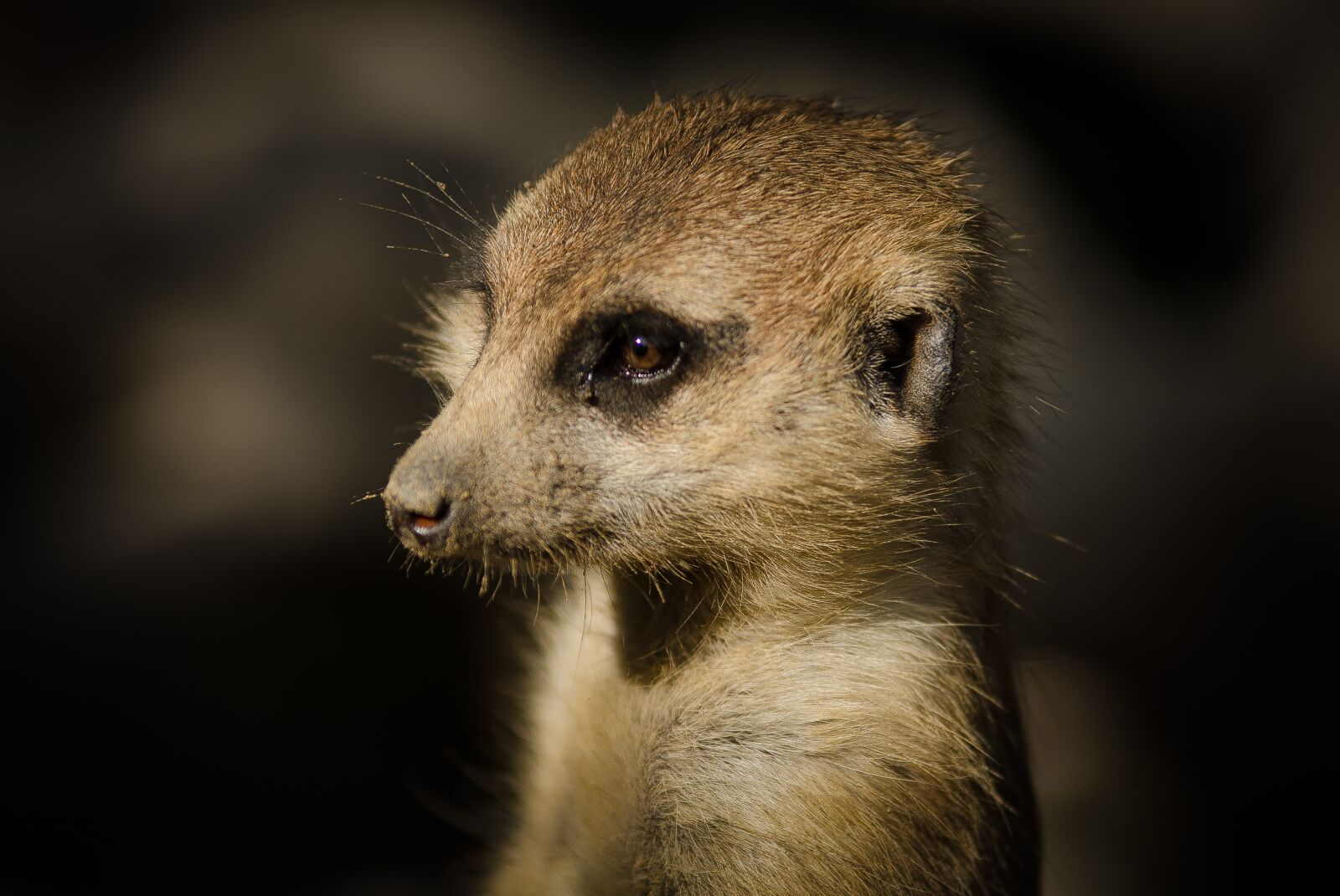 Nikon D7000 sample photo. Meerkat, suricate, lookout photography