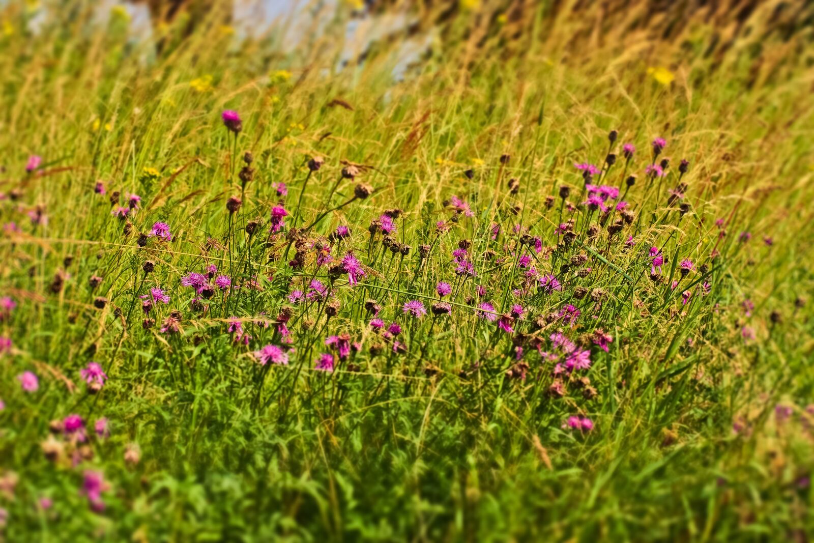 Olympus OM-D E-M10 sample photo. Field, flowers, nature photography