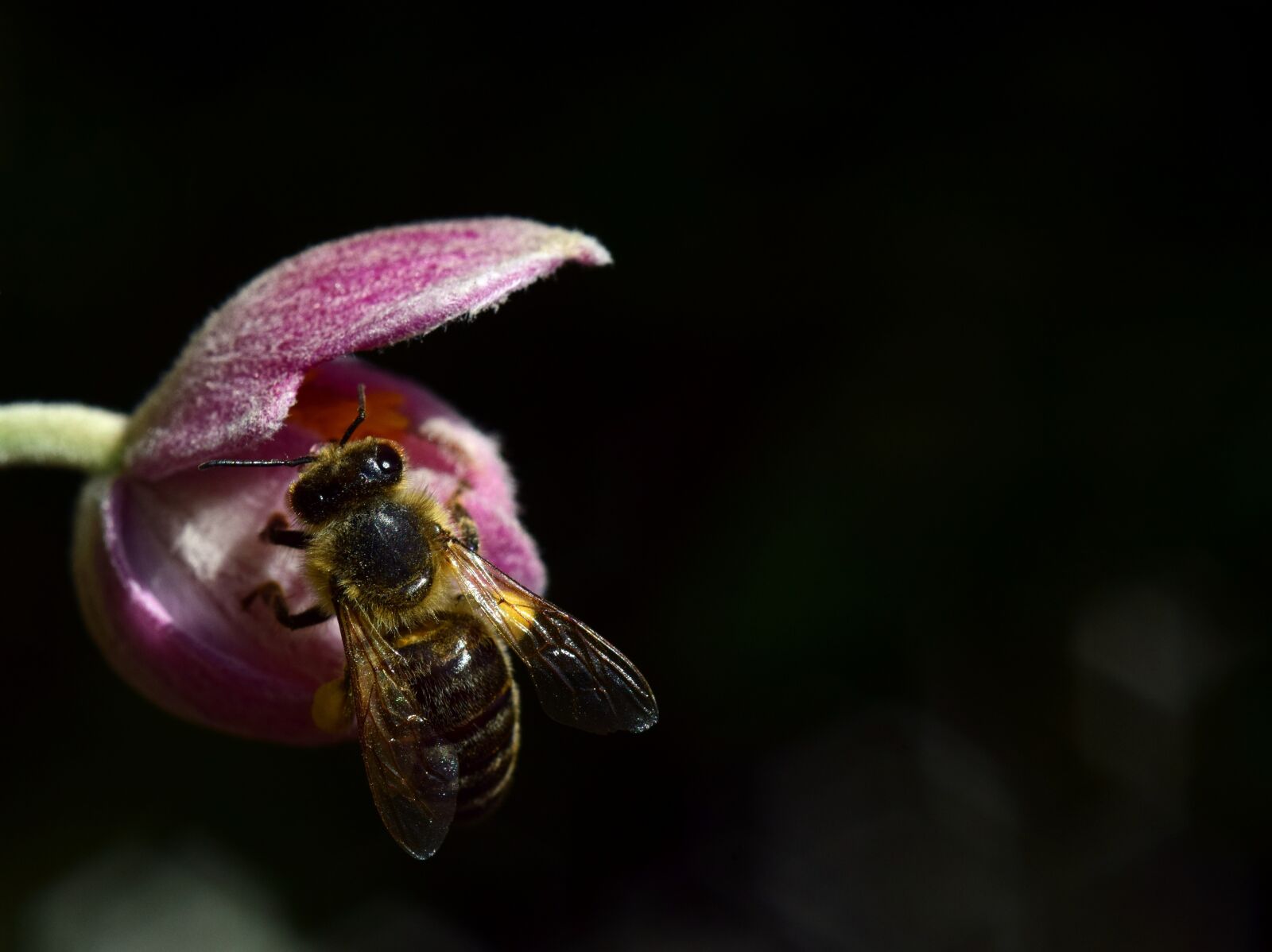 Nikon D3300 sample photo. Anemone, bee, close up photography
