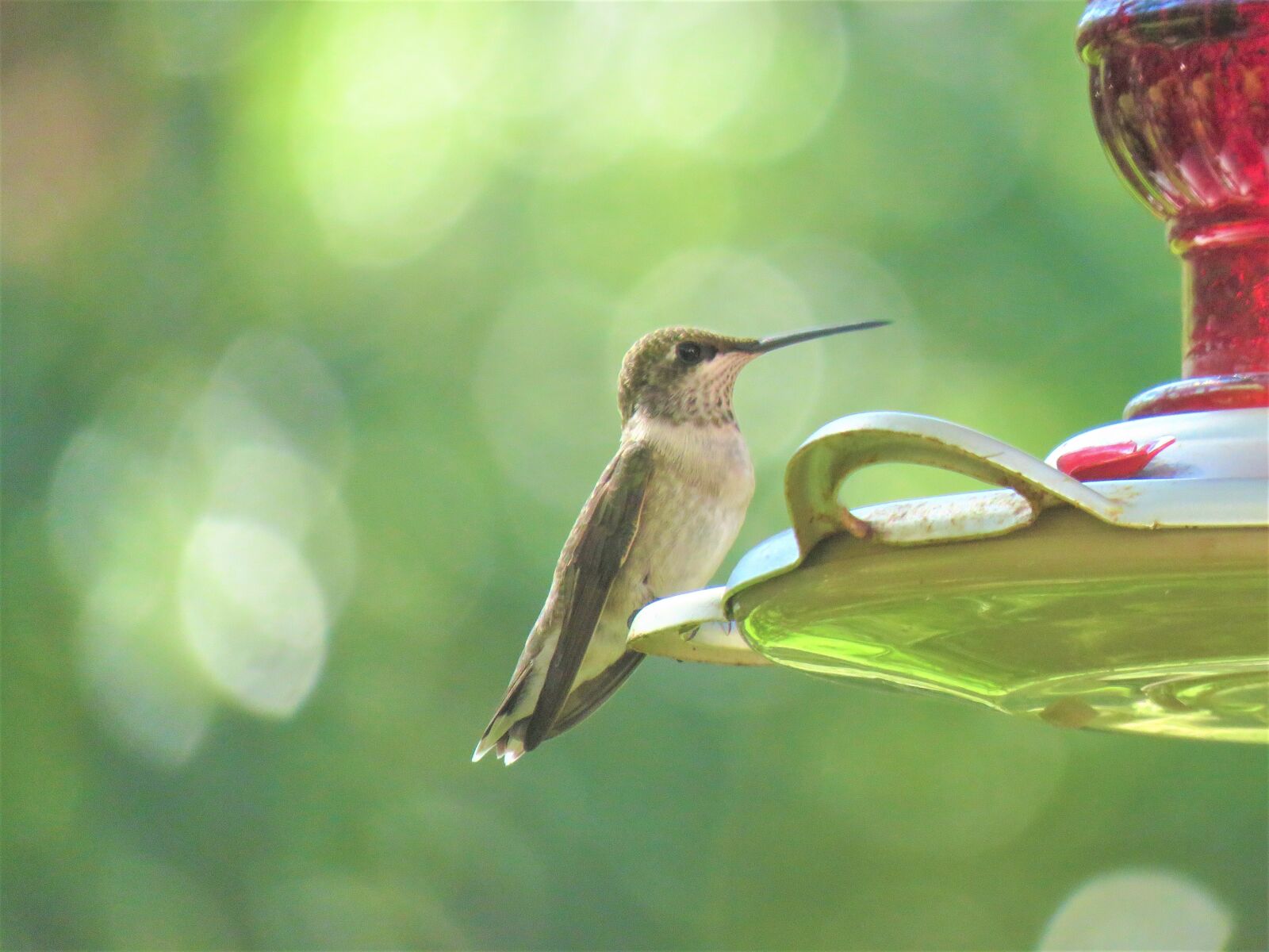 Canon PowerShot SX60 HS sample photo. Bird, humming bird, wildlife photography