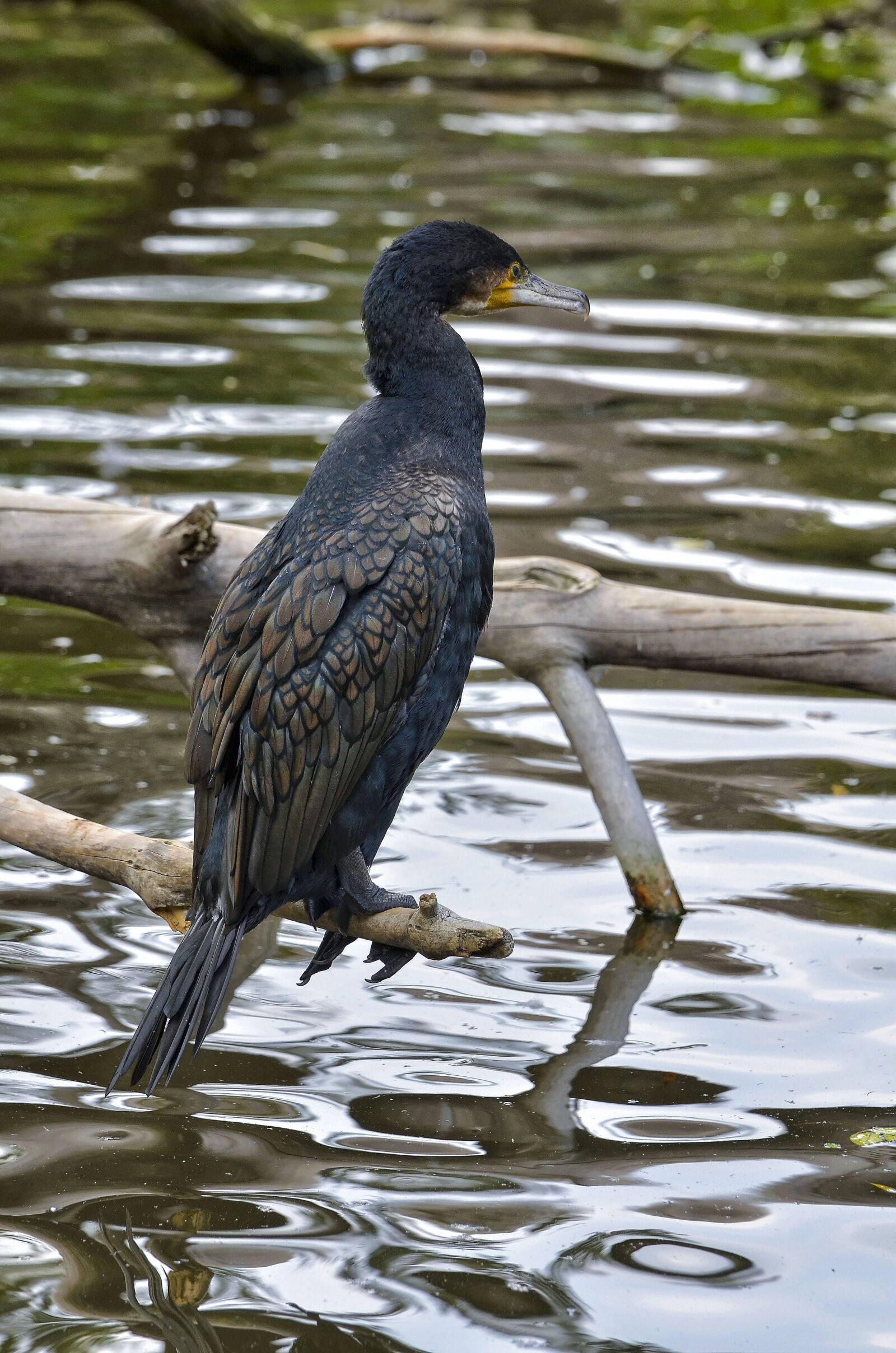 Nikon D7000 sample photo. Cormorant, branch, zoo photography