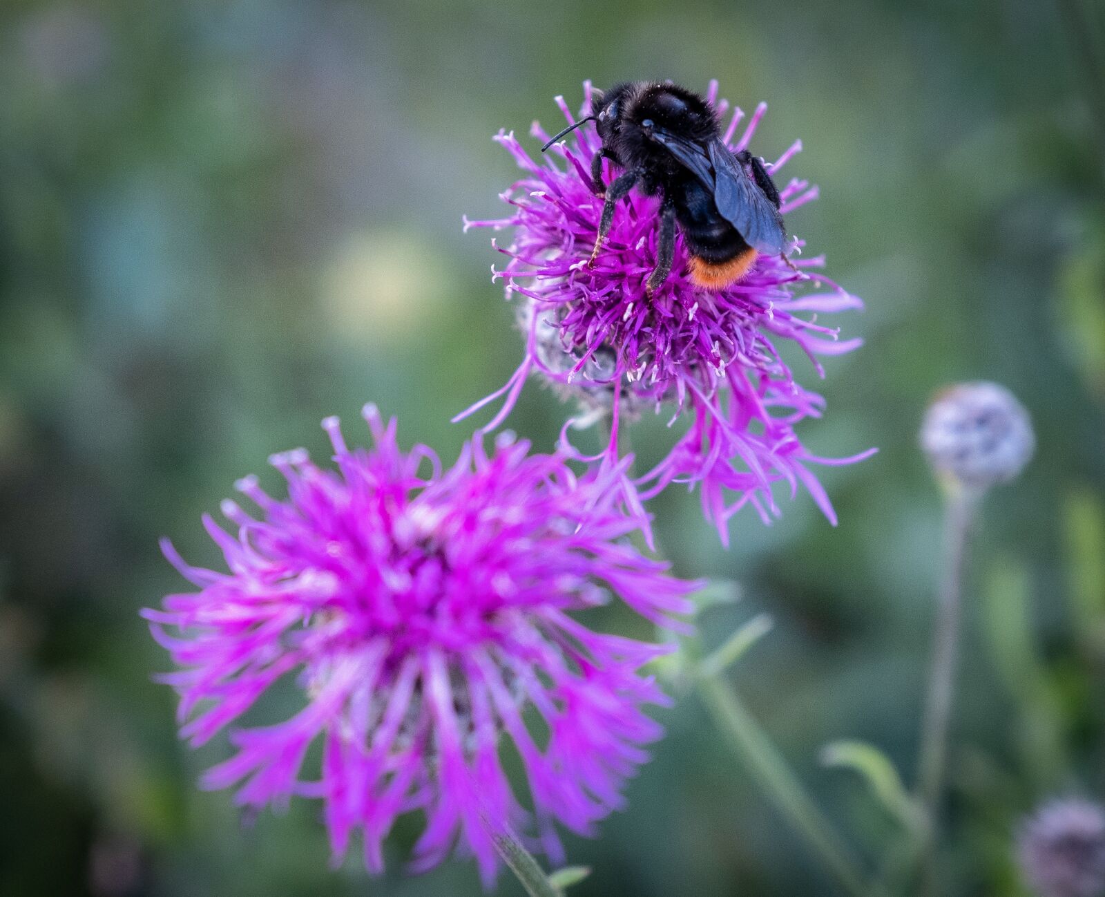 Fujifilm X-T2 sample photo. Hummel, bee, insect photography