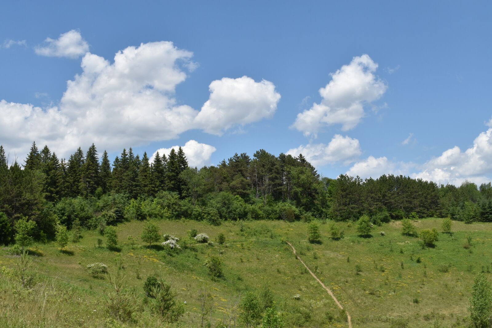 Nikon D5600 sample photo. Forest, hill, woods photography
