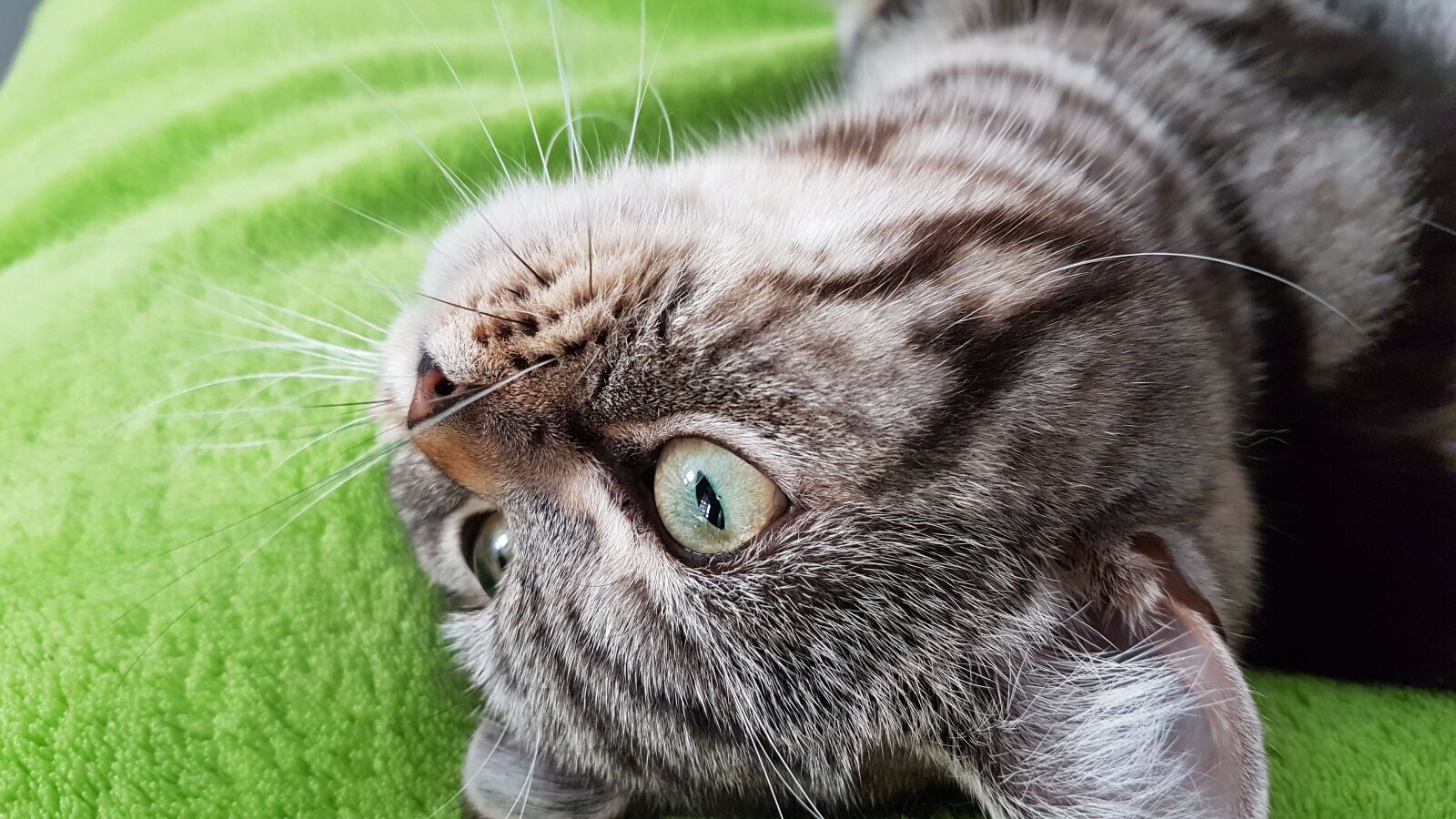 Samsung Galaxy S7 Edge sample photo. Cat, colorful, eye photography