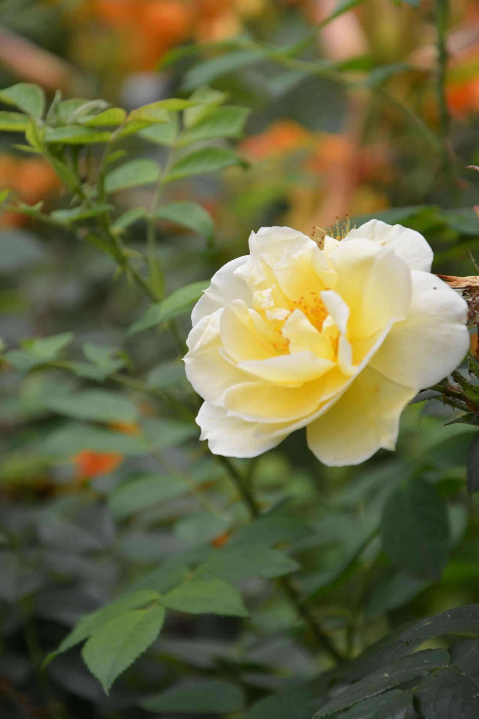 Nikon D5200 sample photo. Yellow rose, rosebush, spice photography