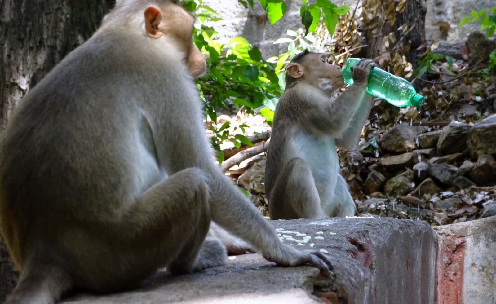 Sony Cyber-shot DSC-HX400V sample photo. Global, warming, hot, india photography