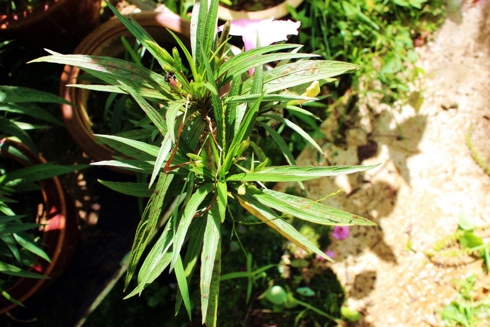 Canon EOS 600D (Rebel EOS T3i / EOS Kiss X5) sample photo. Botany, garden, green, leaf photography