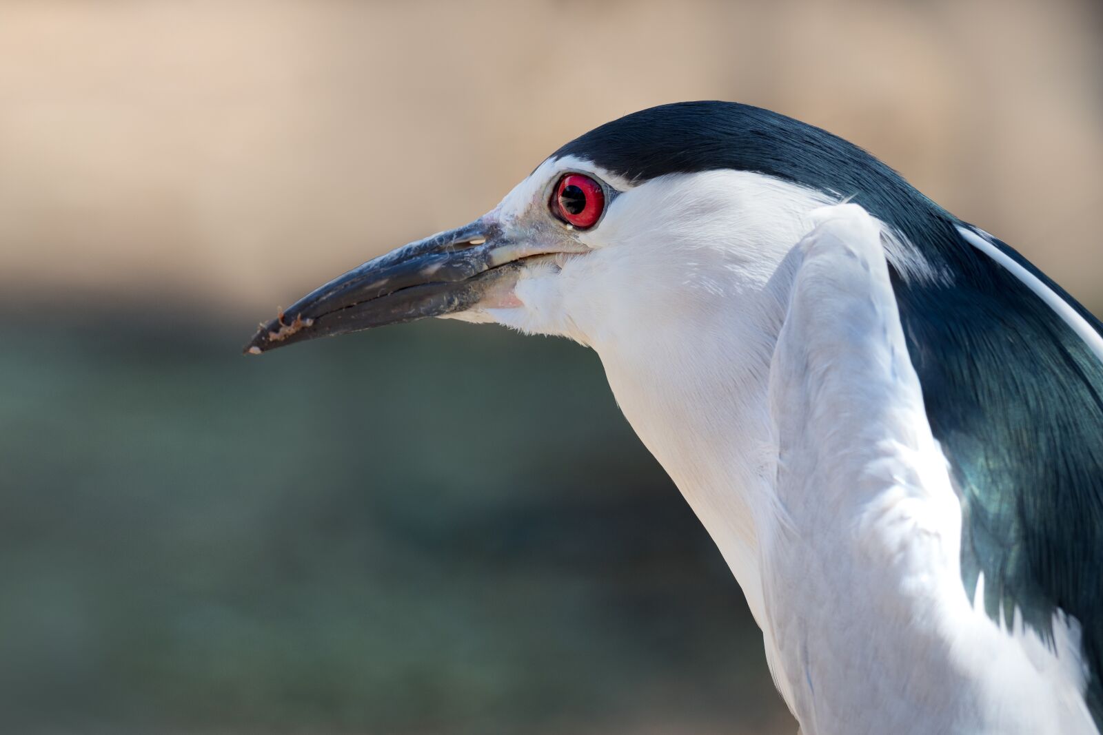 Olympus OM-D E-M1 Mark II + OLYMPUS M.300mm F4.0 sample photo. Black-crowned night-heron, portrait, eye photography