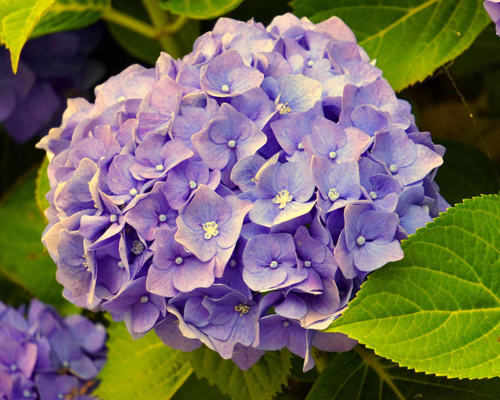Sony E 55-210mm F4.5-6.3 OSS sample photo. Hydrangeas, blue, blossom photography