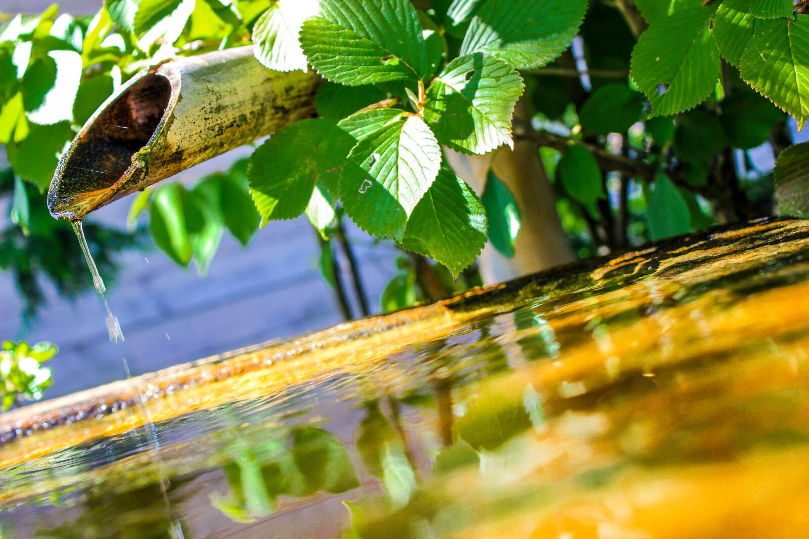 Canon EOS 600D (Rebel EOS T3i / EOS Kiss X5) sample photo. Water, green, lake photography