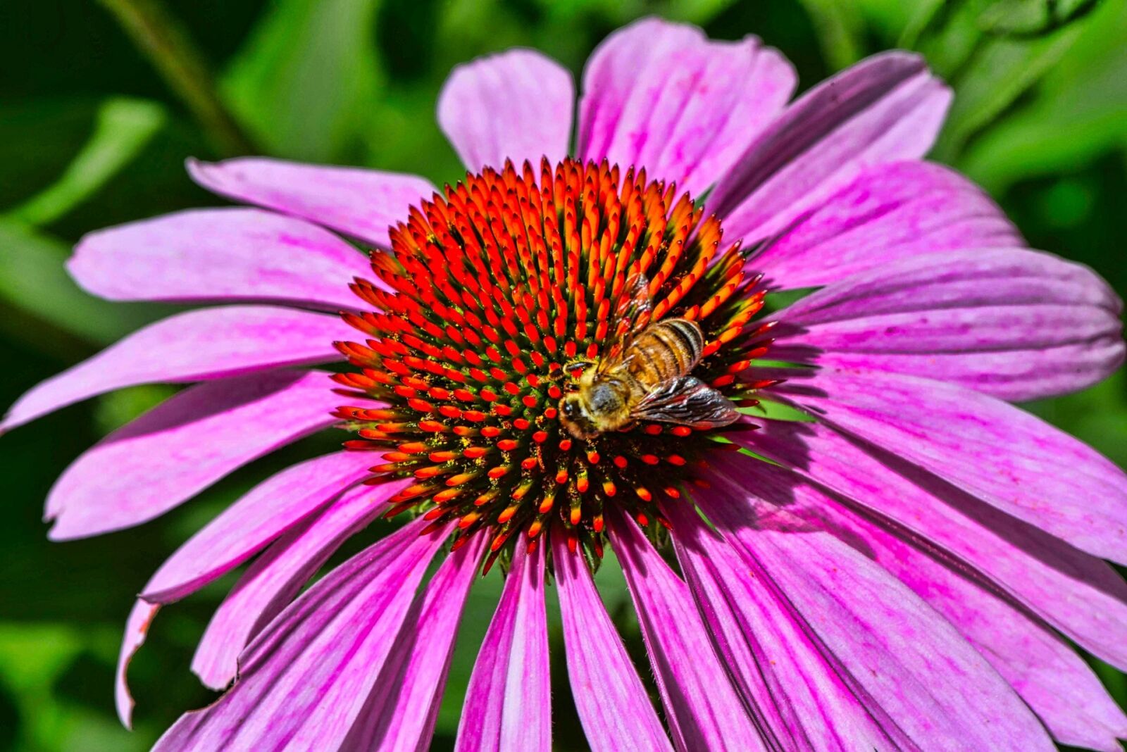 Nikon D750 sample photo. Nature, flora, flower photography