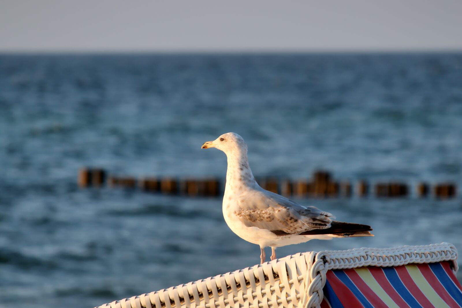 Canon EF-S 55-250mm F4-5.6 IS STM sample photo. Seagull, beach chair, beach photography