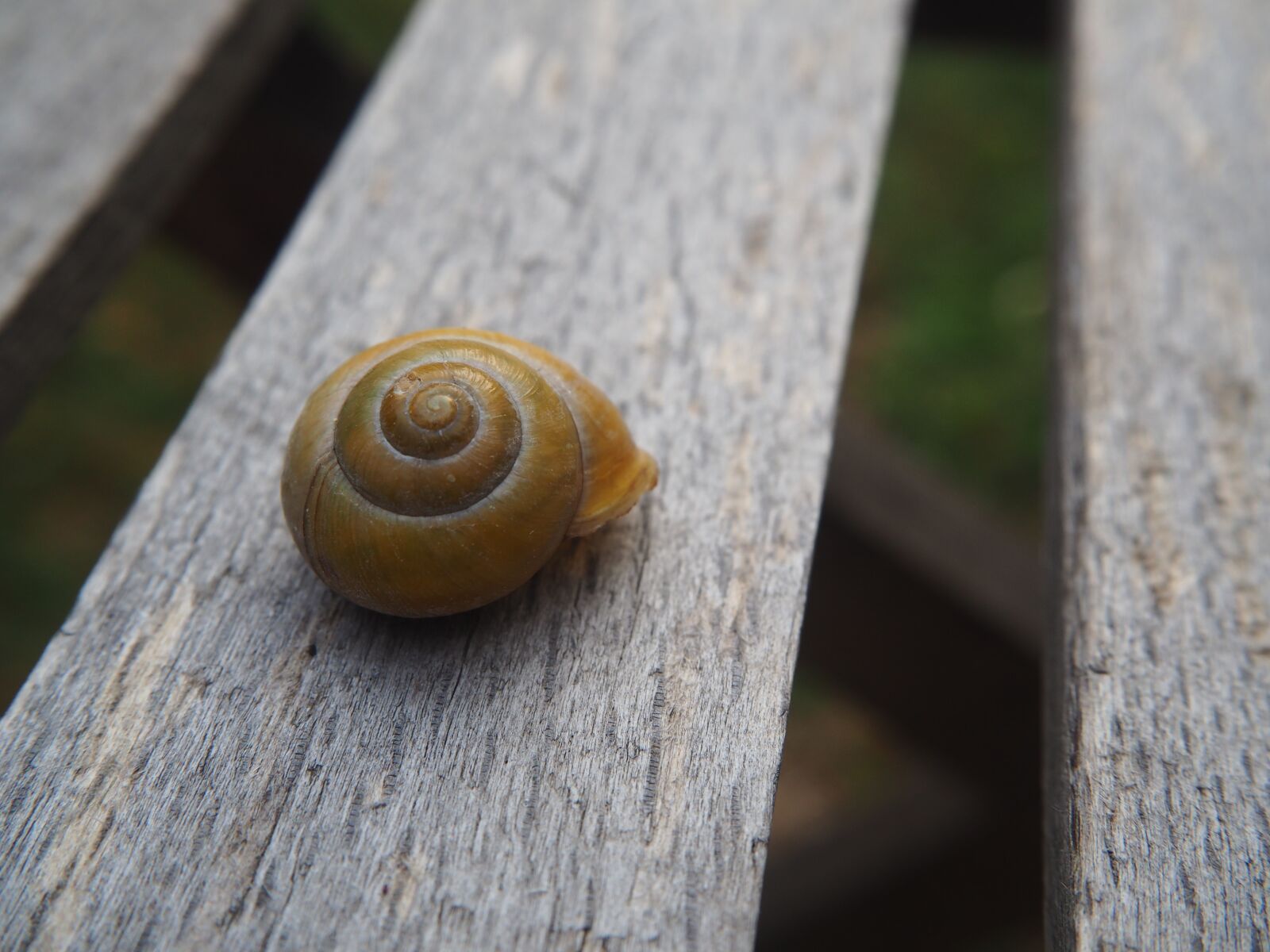 Olympus OM-D E-M10 sample photo. Snail, shell, garden photography