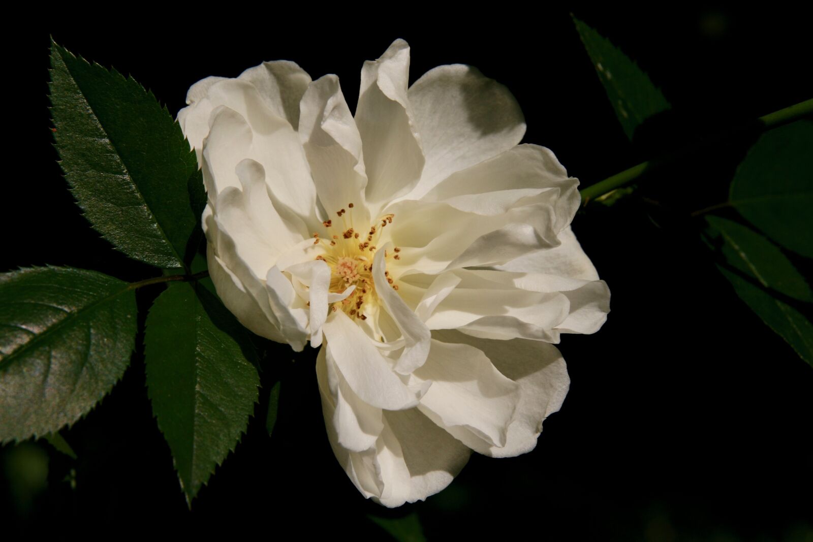 Canon EOS 400D (EOS Digital Rebel XTi / EOS Kiss Digital X) sample photo. Blossom, bloom, rose photography