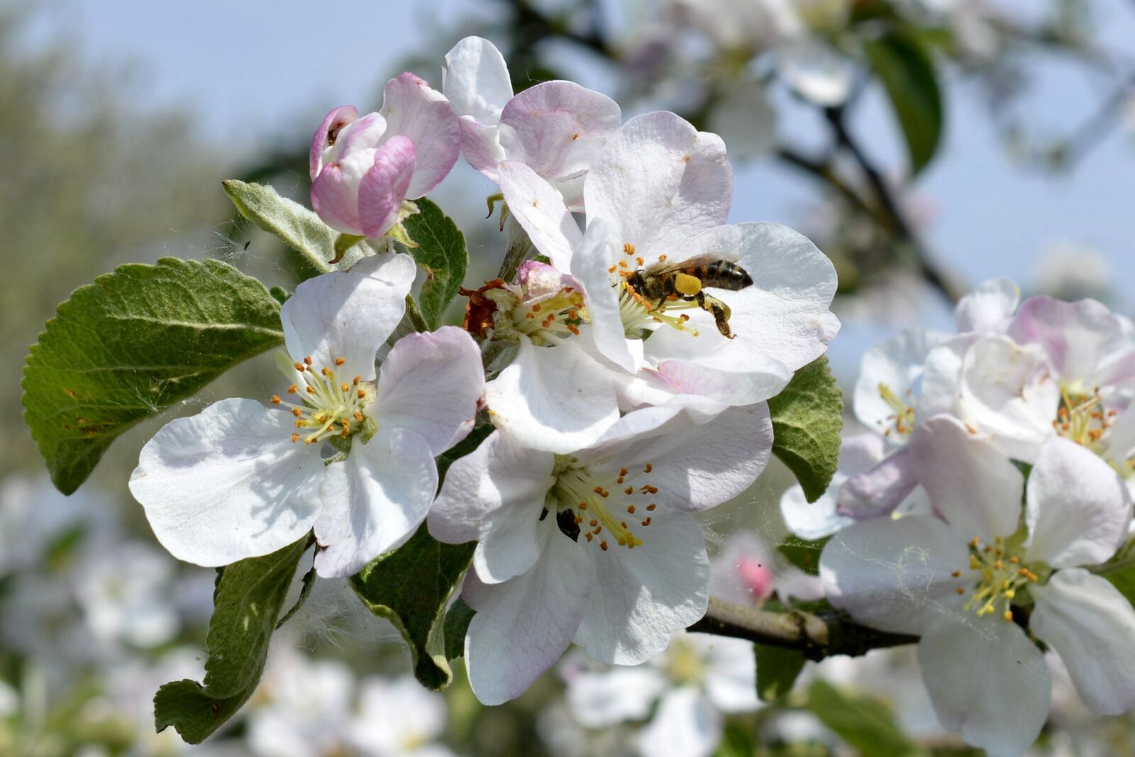 Nikon D7100 sample photo. Flower shrub, bee, pollination photography