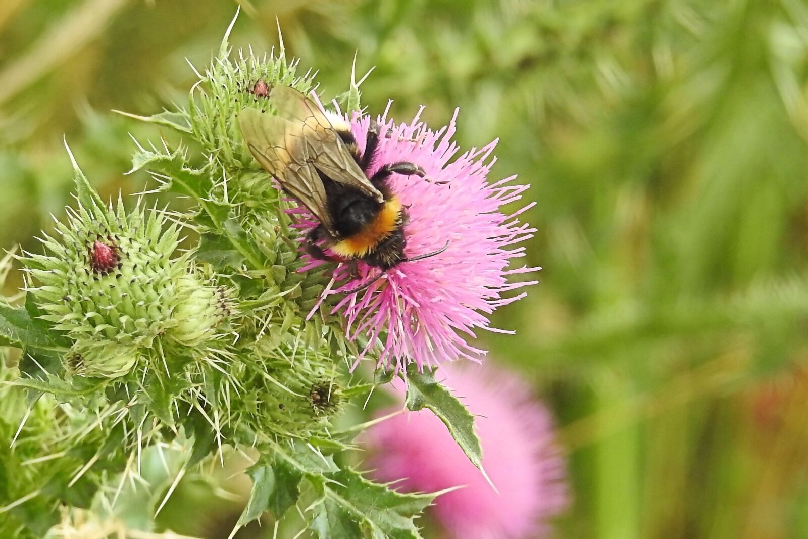 Nikon Coolpix P900 sample photo. Thistle flower, hummel, blossom photography