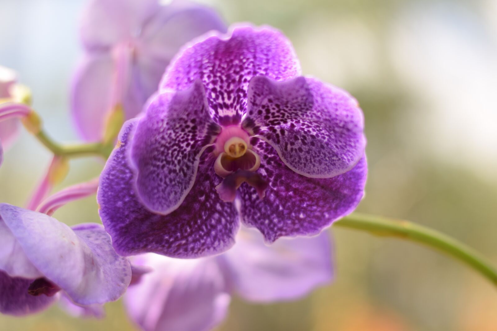 Nikon D5300 sample photo. Orchid, flower, plant photography