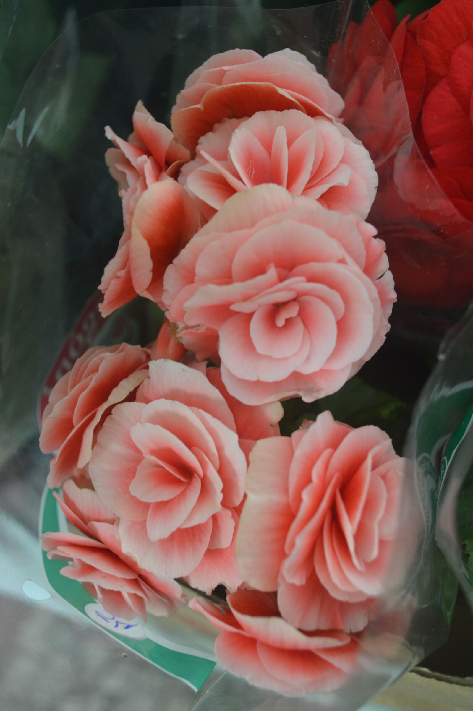 Nikon D3200 sample photo. Linda, soft, begonia photography