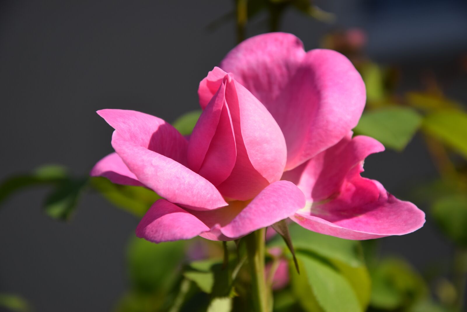 Nikon D5300 sample photo. Nature, landscape, flower photography