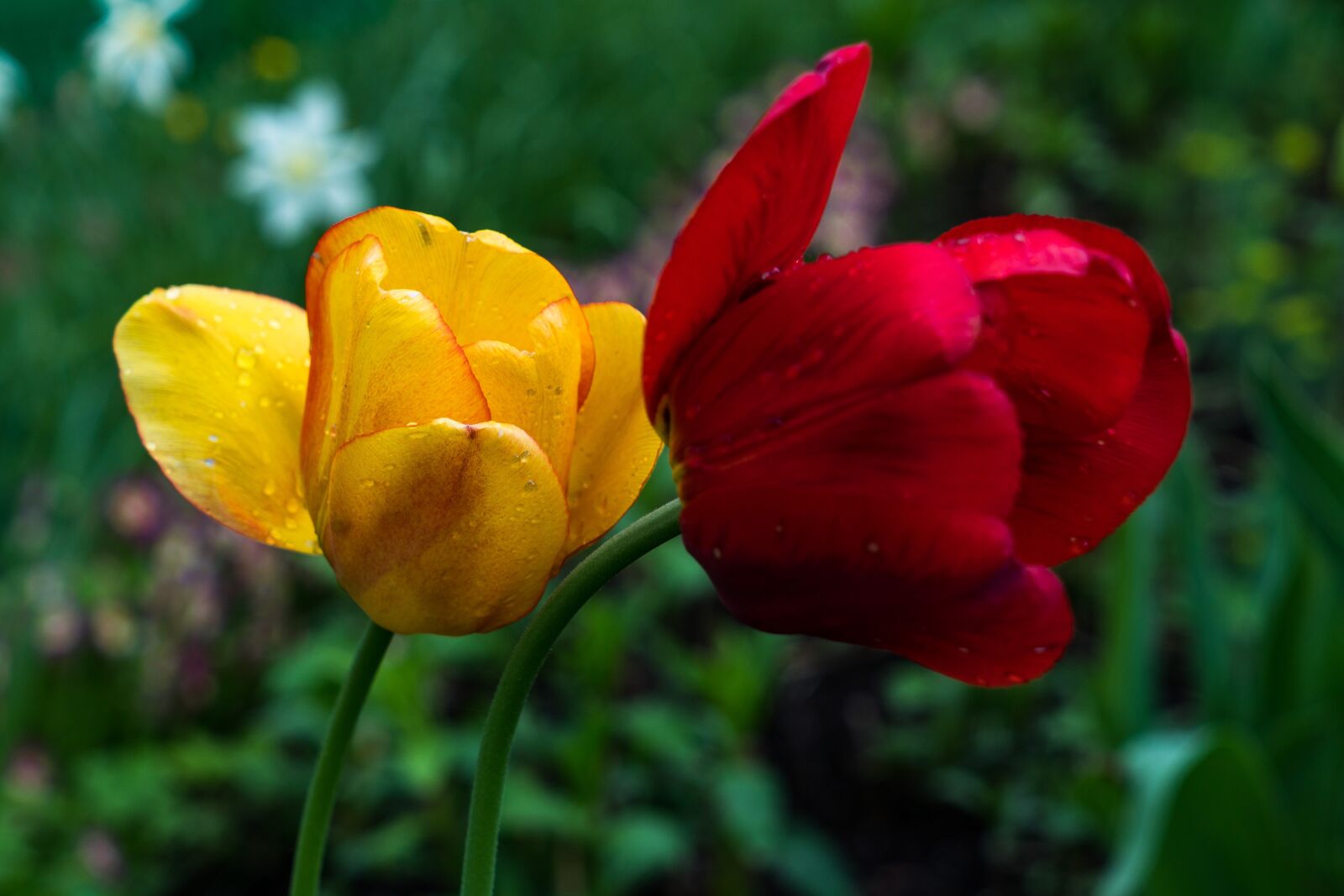 Sony a6300 + Sony Vario Tessar T* FE 24-70mm F4 ZA OSS sample photo. Tulip, flower, petals photography