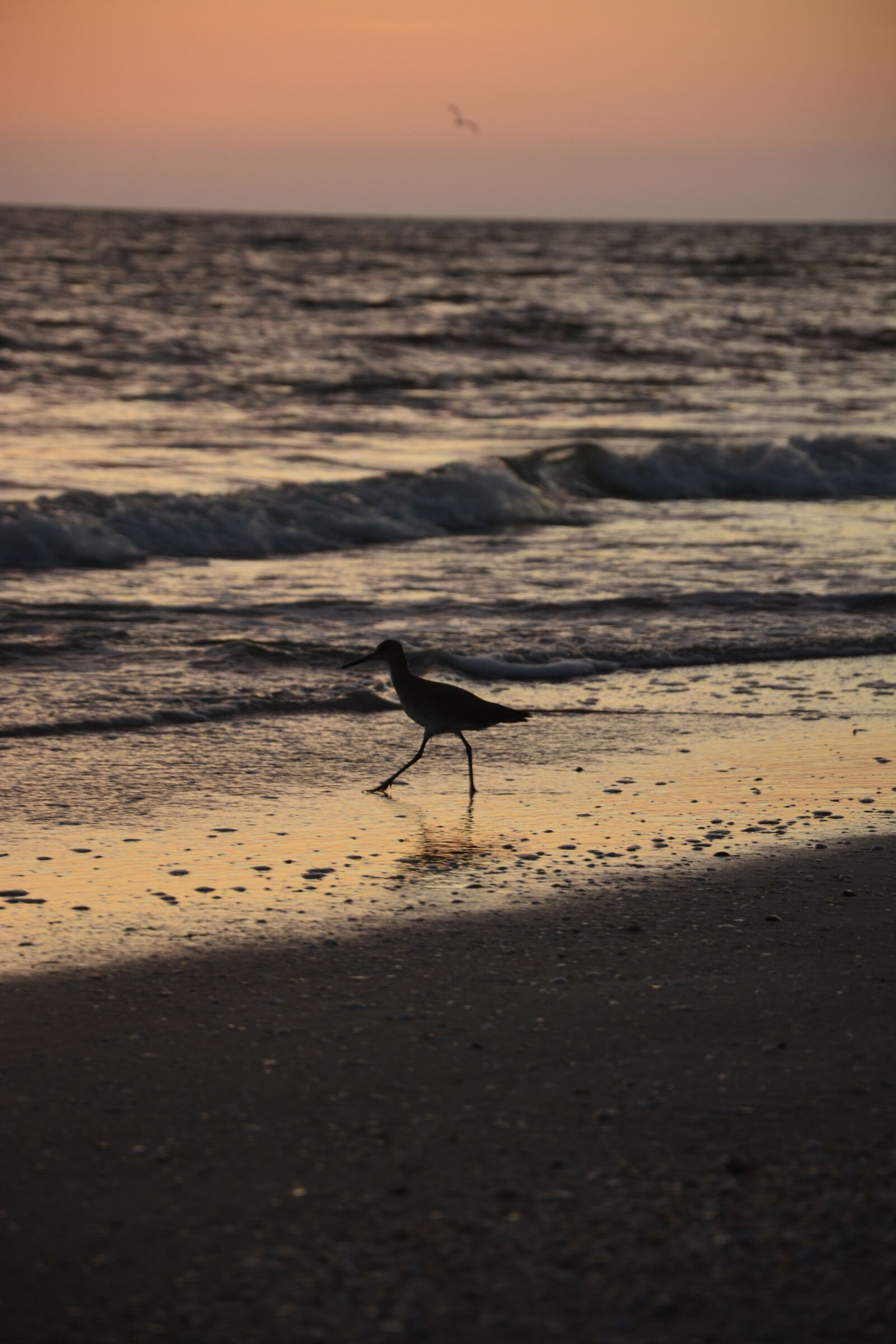 Nikon D5200 sample photo. Bird, seagull, beach photography