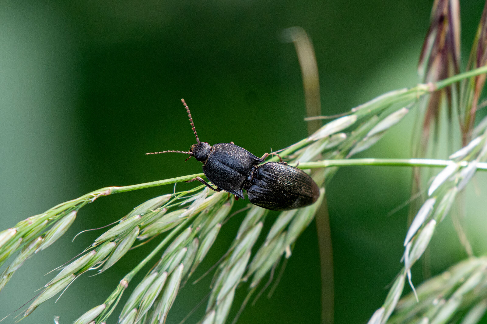 Nikon AF-S Nikkor 200-500mm F5.6E ED VR sample photo