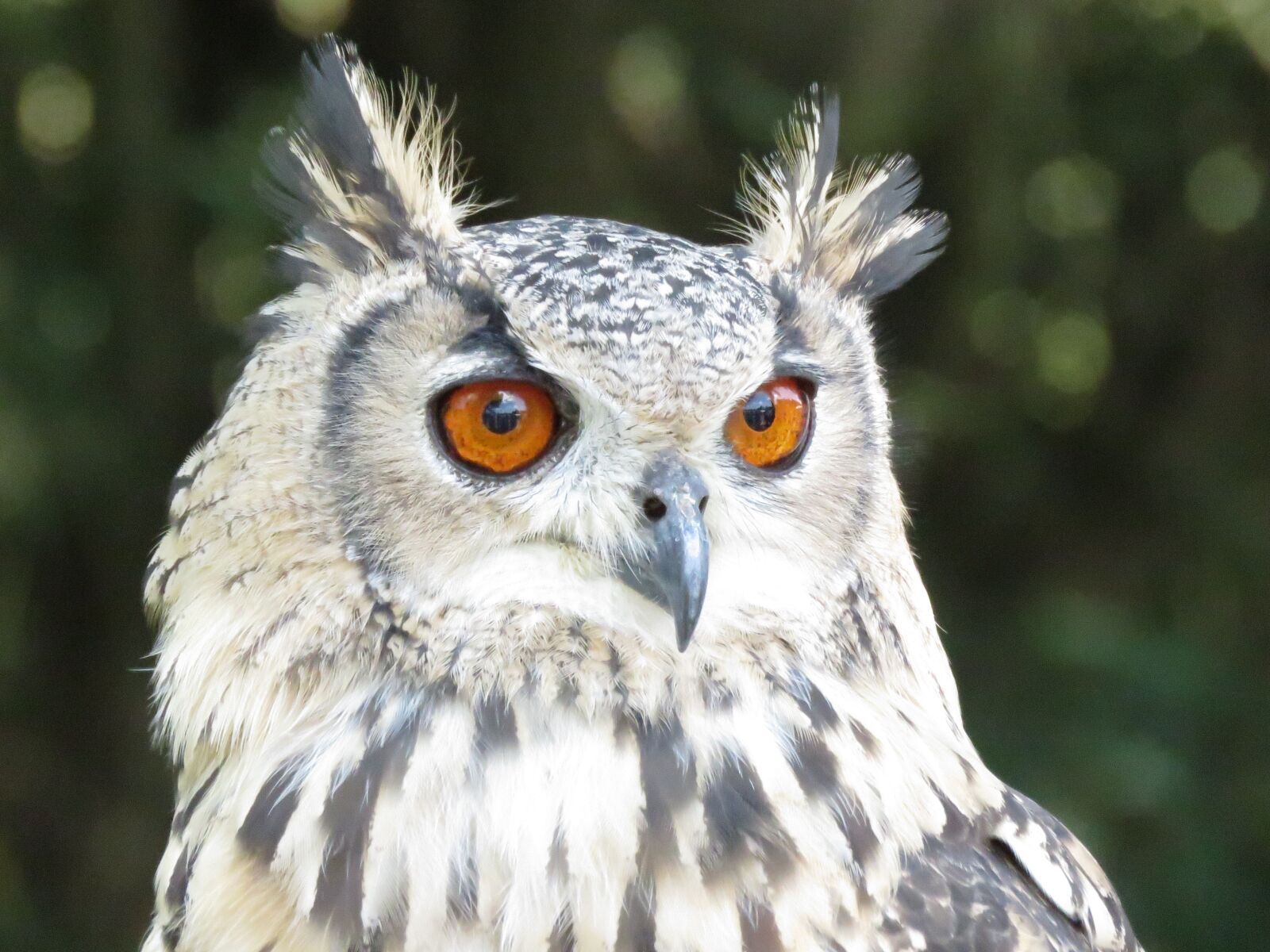 Canon PowerShot SX60 HS sample photo. Owl, nature, bird photography