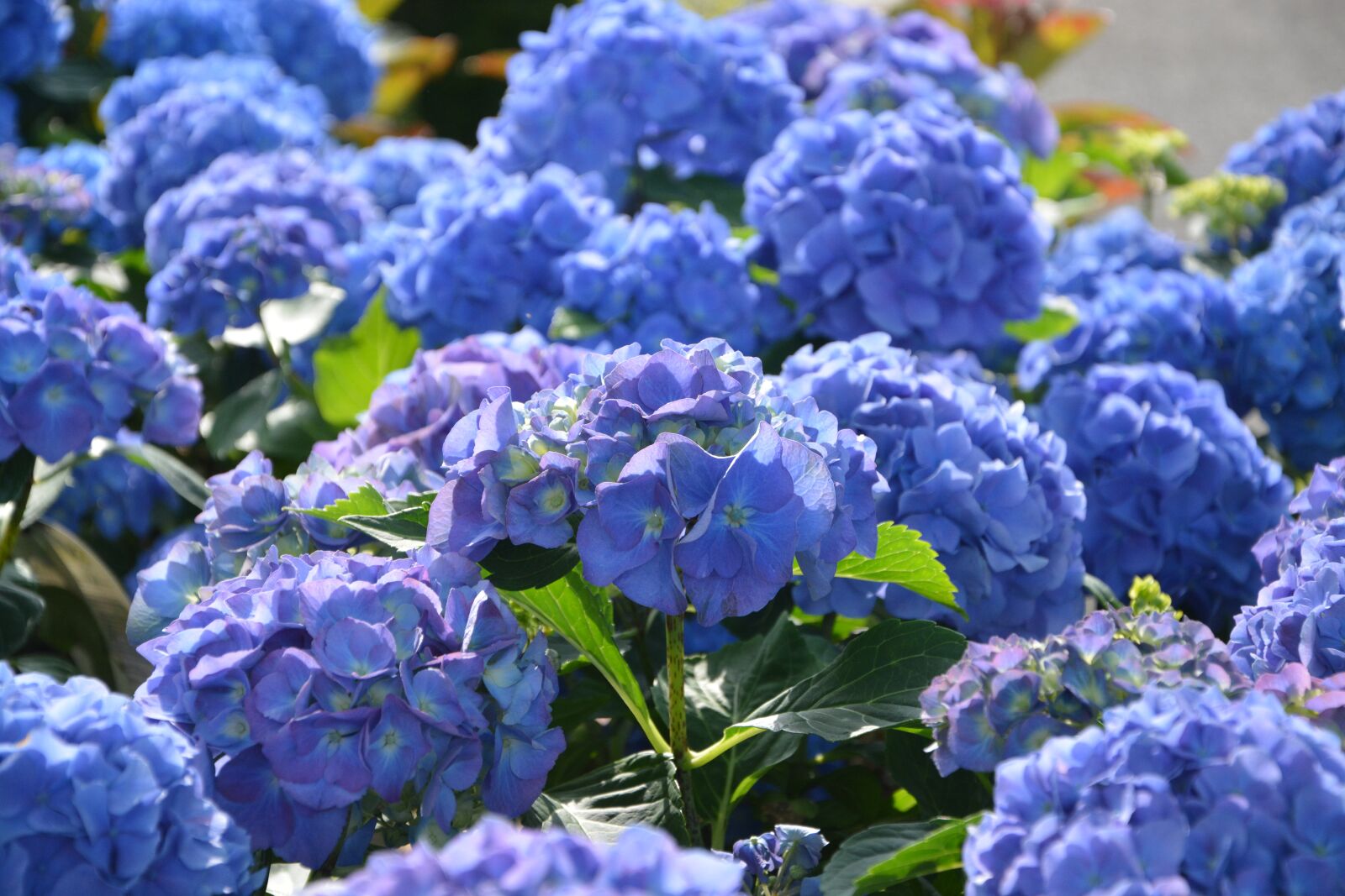 Nikon D5200 sample photo. Flowers hydrangeas blue, flowers photography