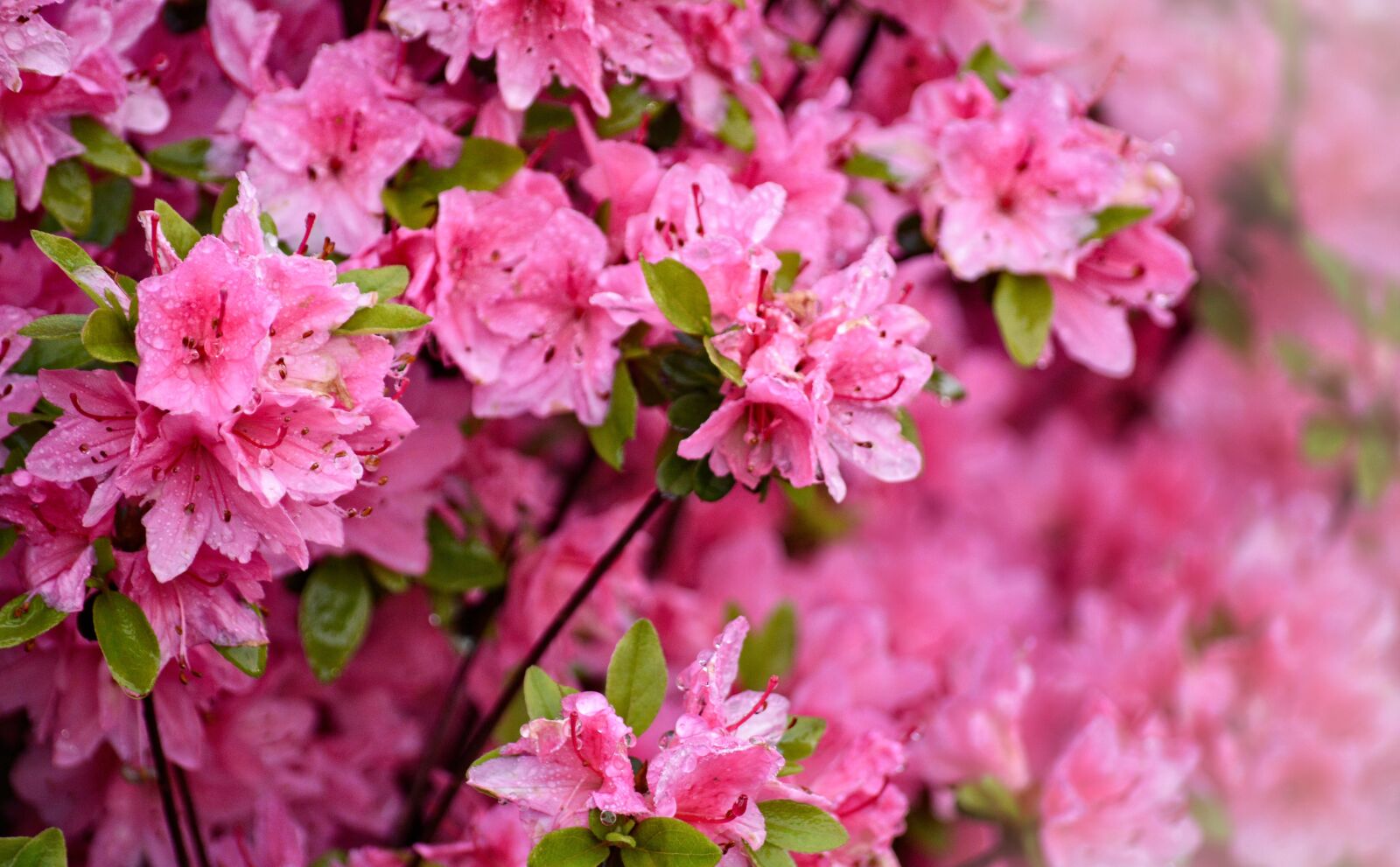 Nikon D3200 sample photo. Spring, azalea, garden photography