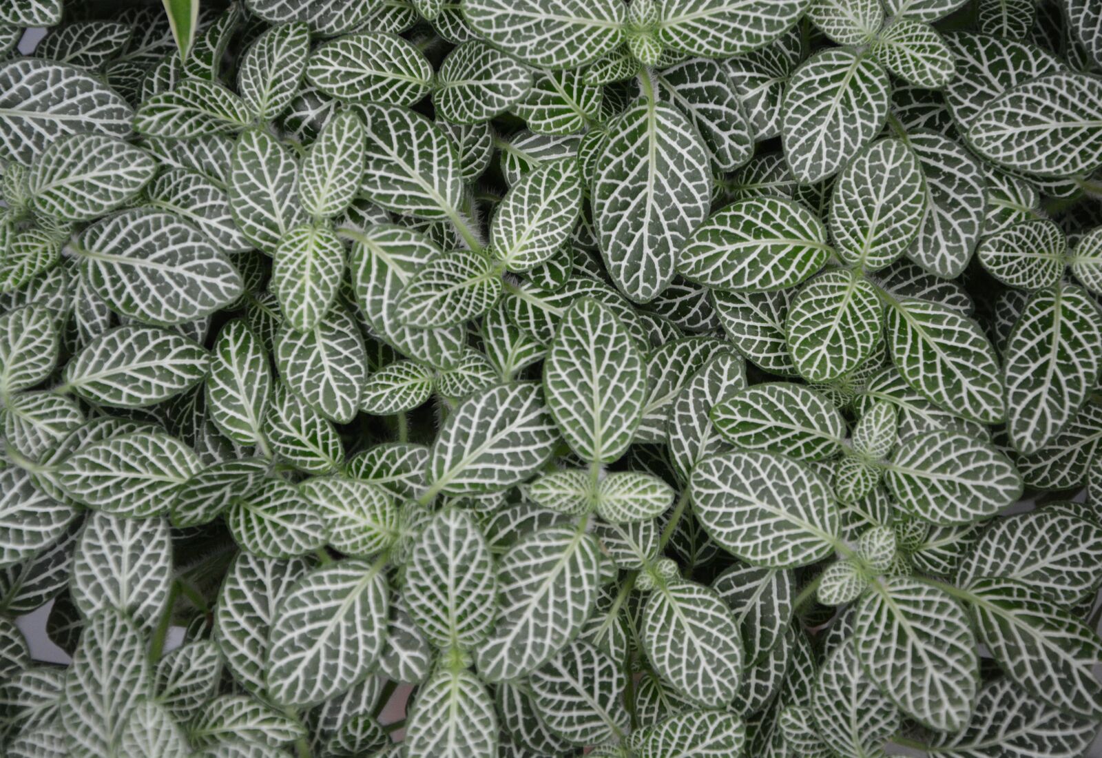Nikon D5200 sample photo. Green leaves, plant, mont photography
