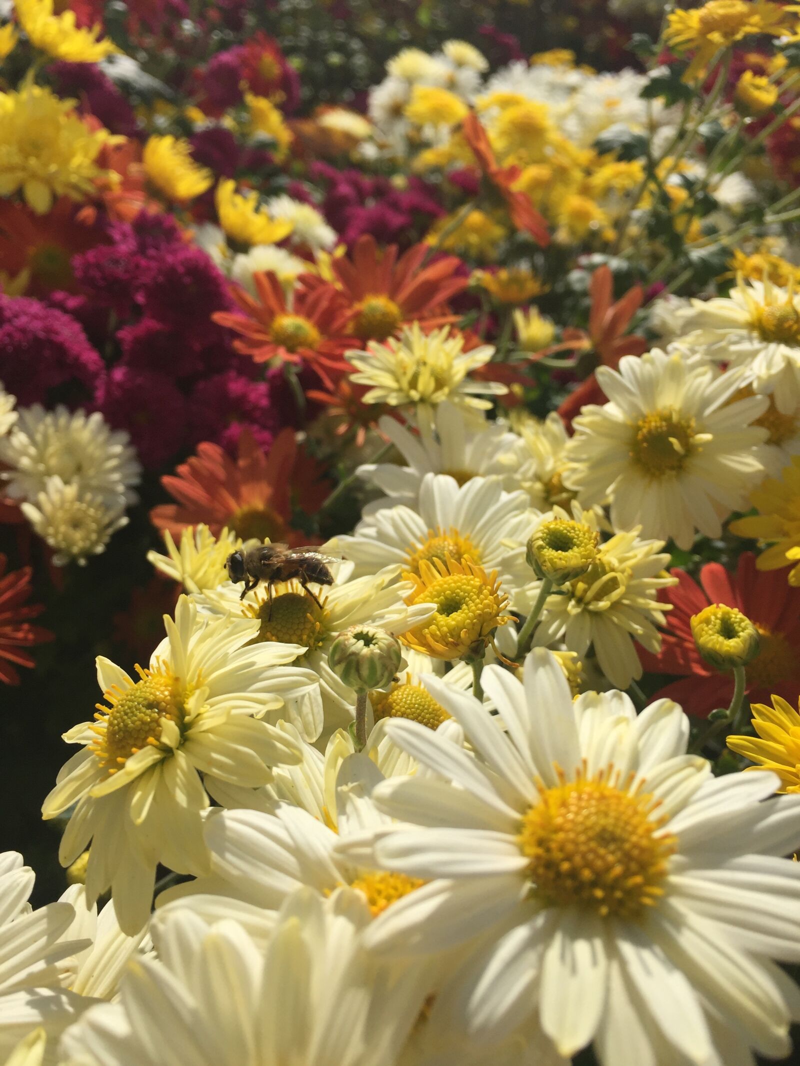 iPhone 6 Plus back camera 4.15mm f/2.2 sample photo. Flowers, bee, plants photography