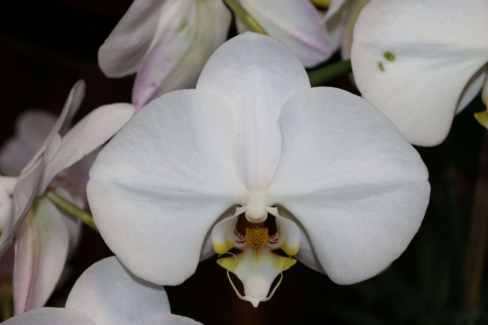 Canon EOS 760D (EOS Rebel T6s / EOS 8000D) + Canon EF-S 18-135mm F3.5-5.6 IS STM sample photo. Orchid, white, blossom photography