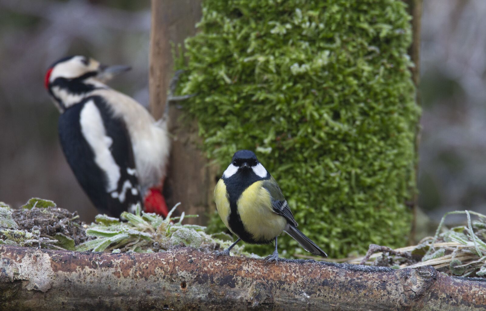 Canon EOS 7D sample photo. Bird, big woodpecker, spokes photography