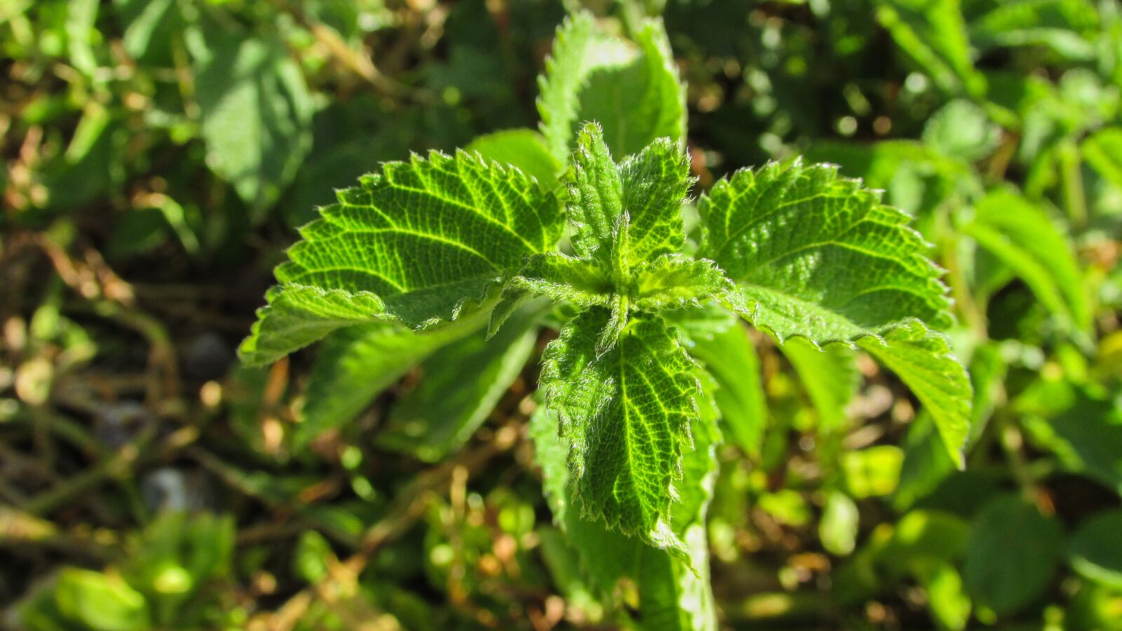 Canon PowerShot SX400 IS sample photo. Nettle, plant, green photography