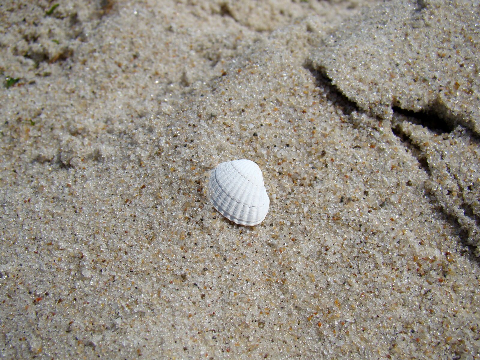 Sony Cyber-shot DSC-H50 sample photo. Scallop, beach, sand photography
