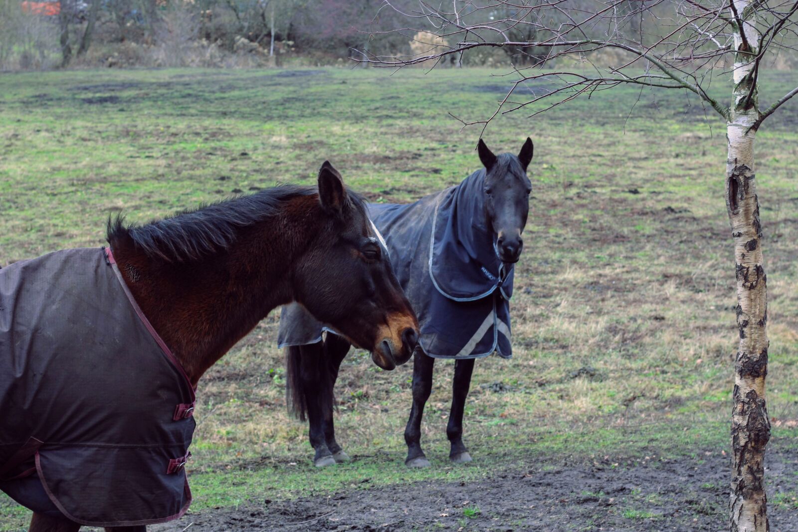 Canon EOS 700D (EOS Rebel T5i / EOS Kiss X7i) + Canon EF 50mm F1.8 STM sample photo. Horse, horses, ride photography