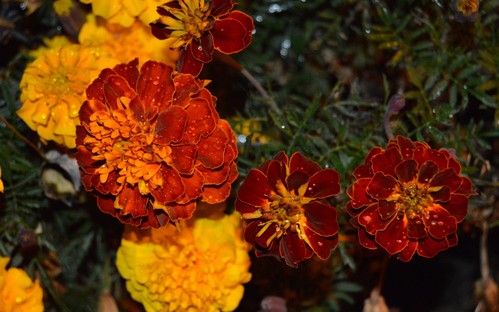 Nikon D3200 sample photo
