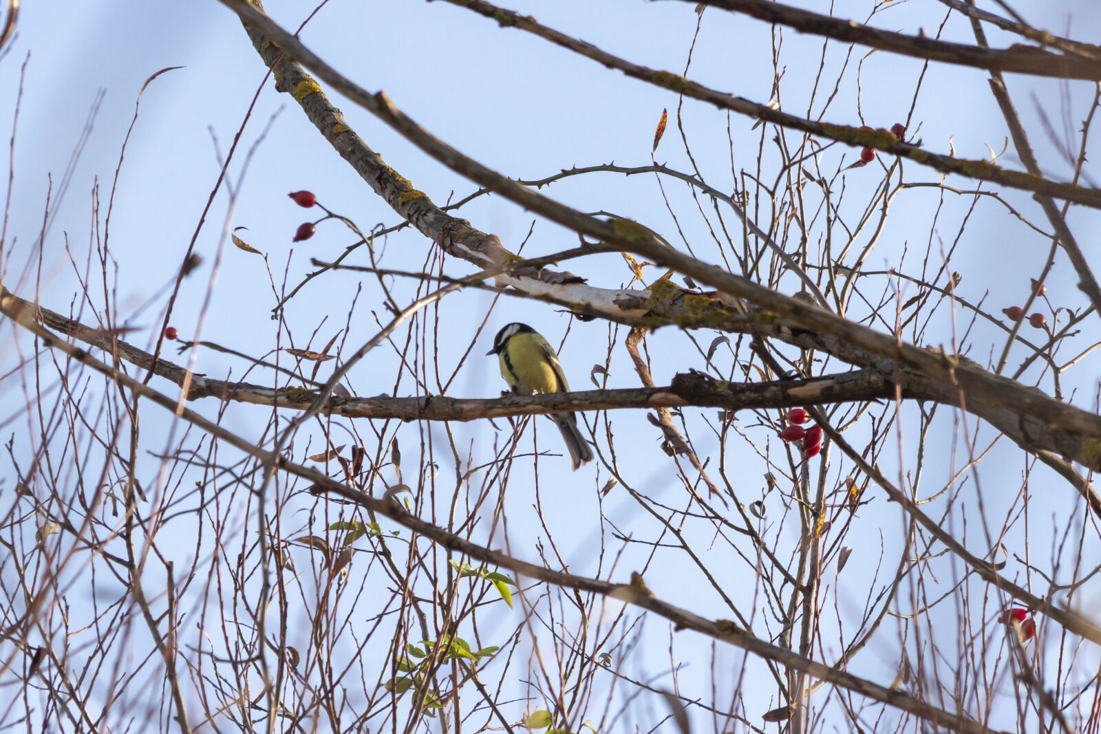 Canon EF75-300mm f/4-5.6 sample photo. Titmouse, széncinke, bird photography