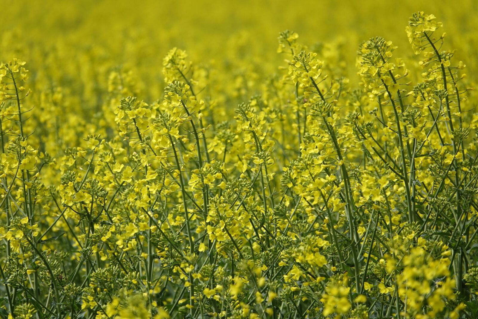 Sony Cyber-shot DSC-RX10 IV sample photo. Field of rapeseeds, oilseed photography