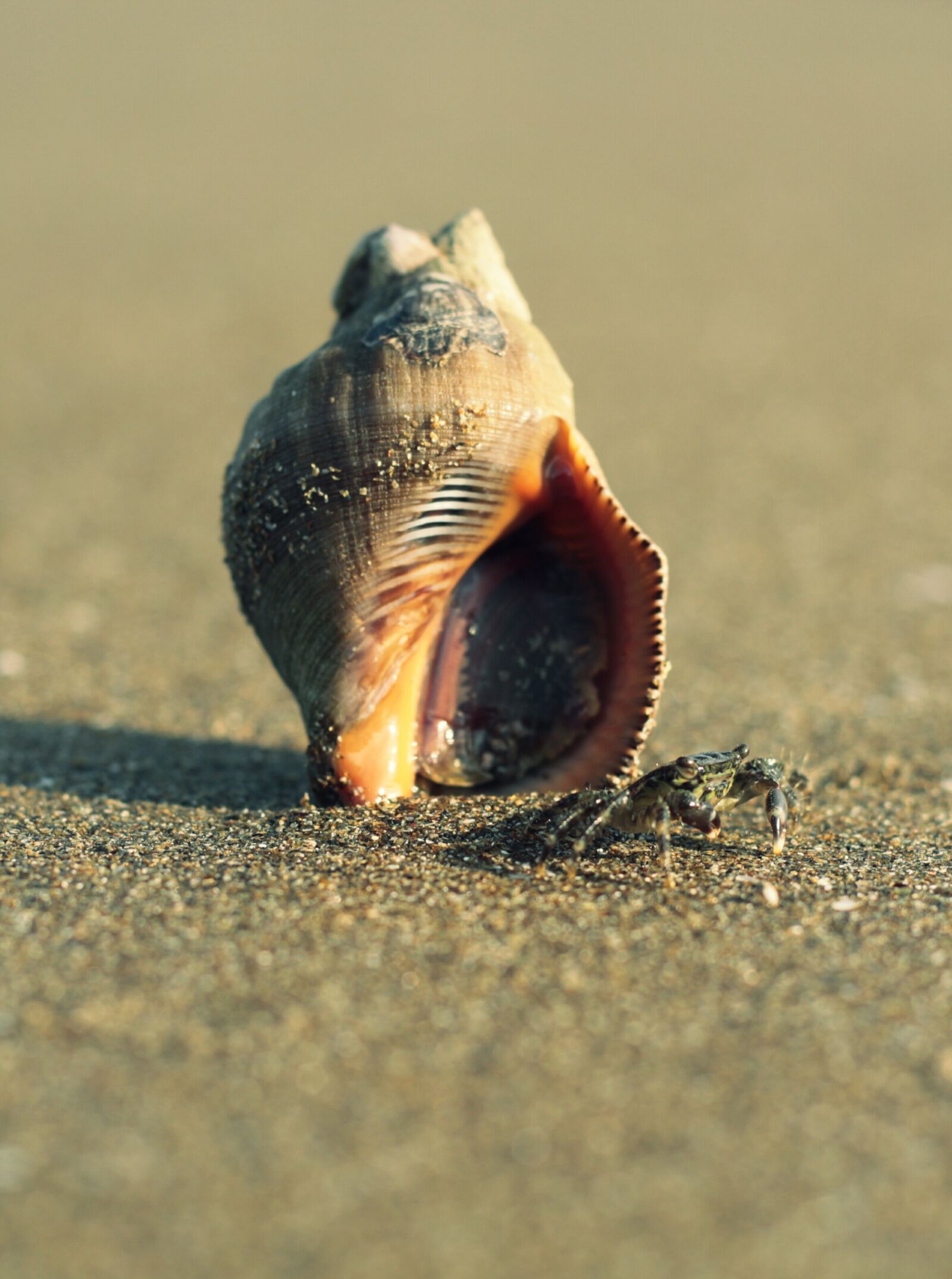 Canon EOS 650D (EOS Rebel T4i / EOS Kiss X6i) + Canon EF 50mm F1.8 II sample photo. Marine, sand, beach photography