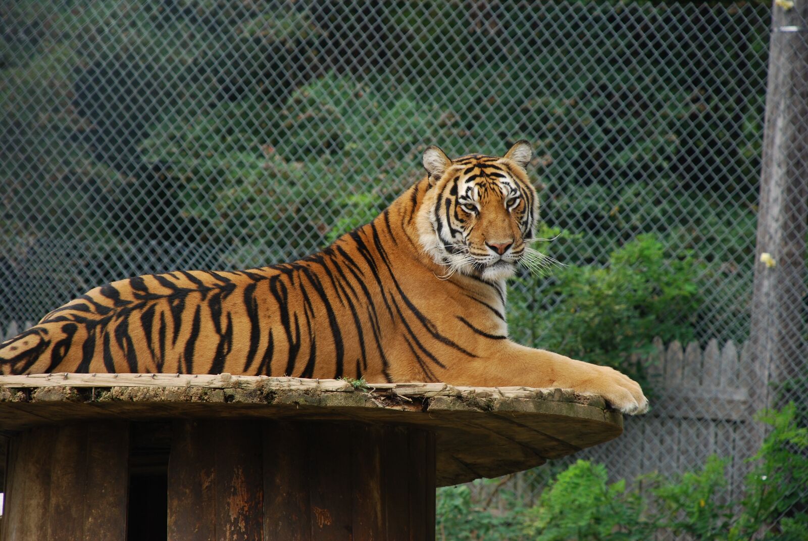 Nikon D80 sample photo. Tiger, cat, animal photography