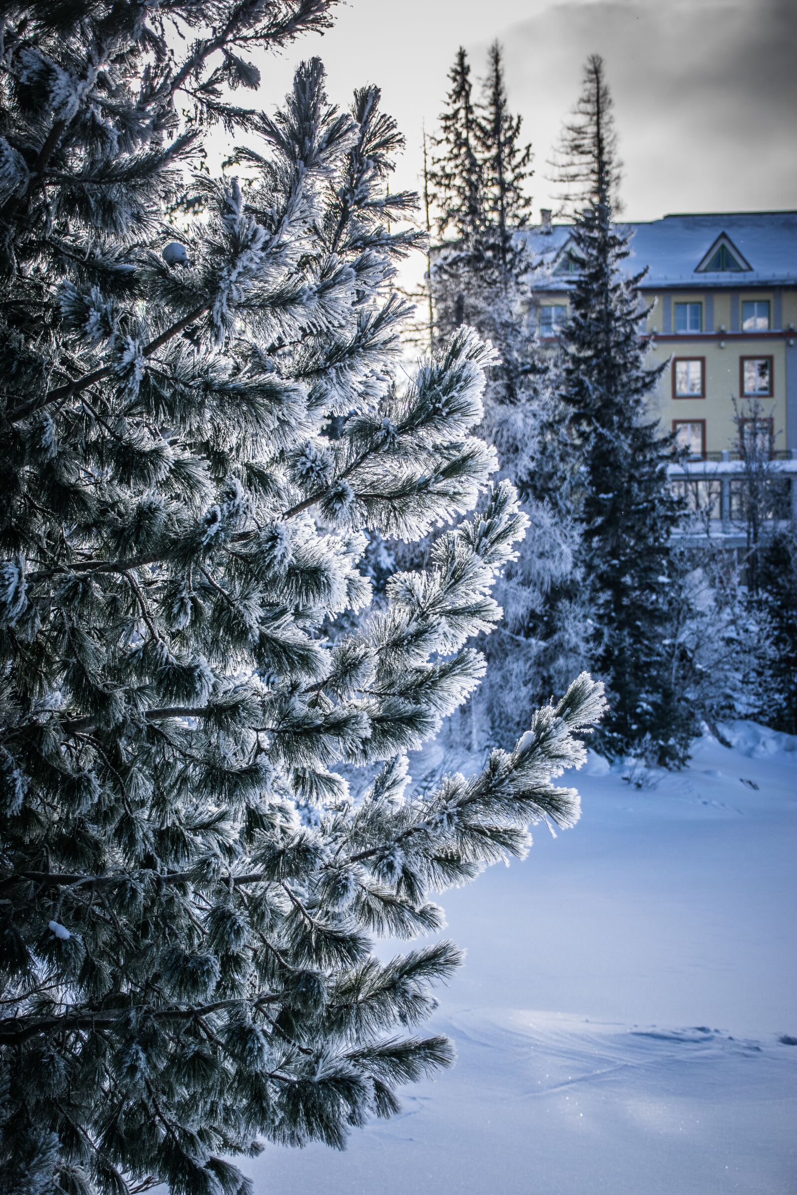 Nikon D5300 sample photo. Winter, frost, snow photography