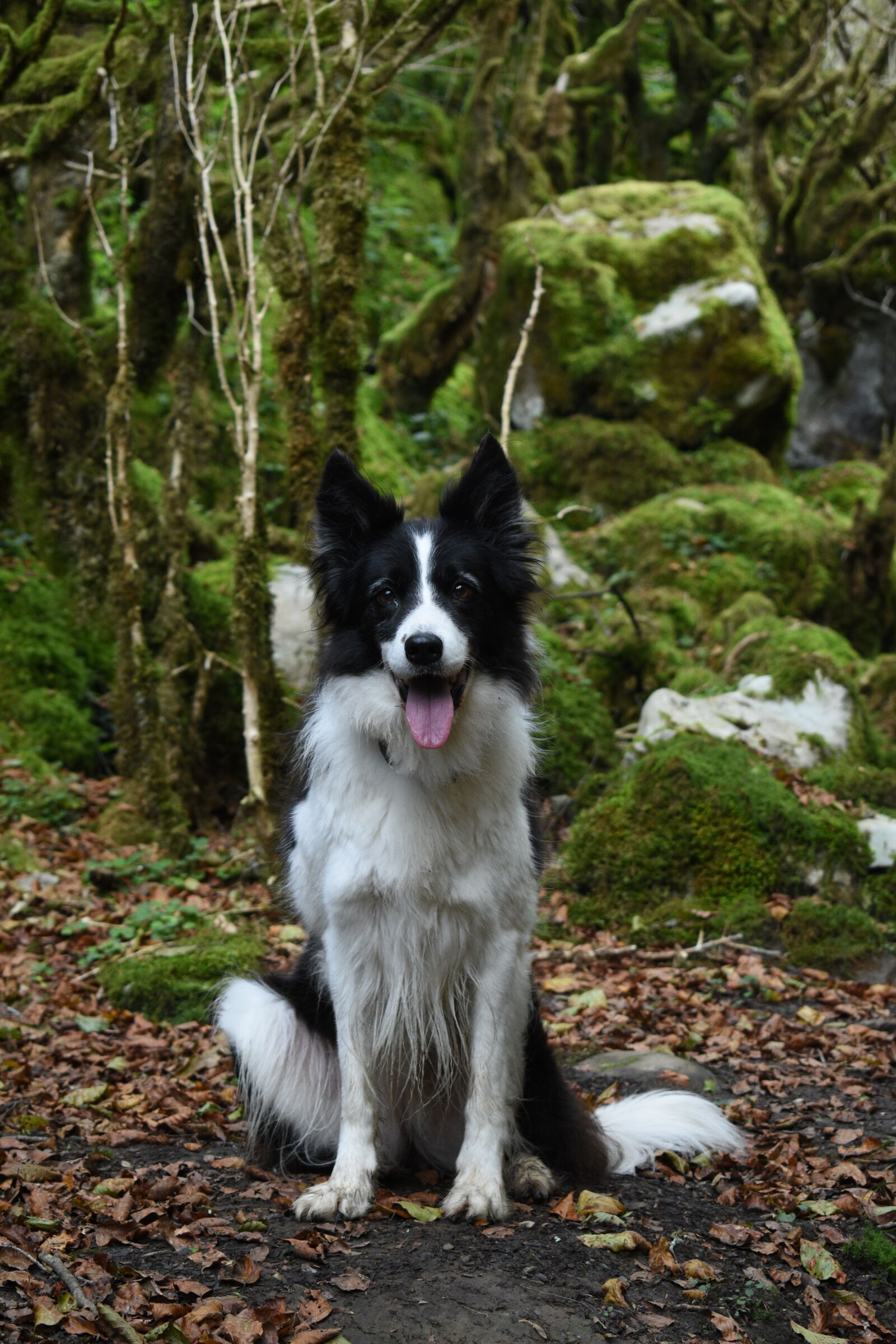 Nikon D3400 sample photo. Dogs, animals, pets photography