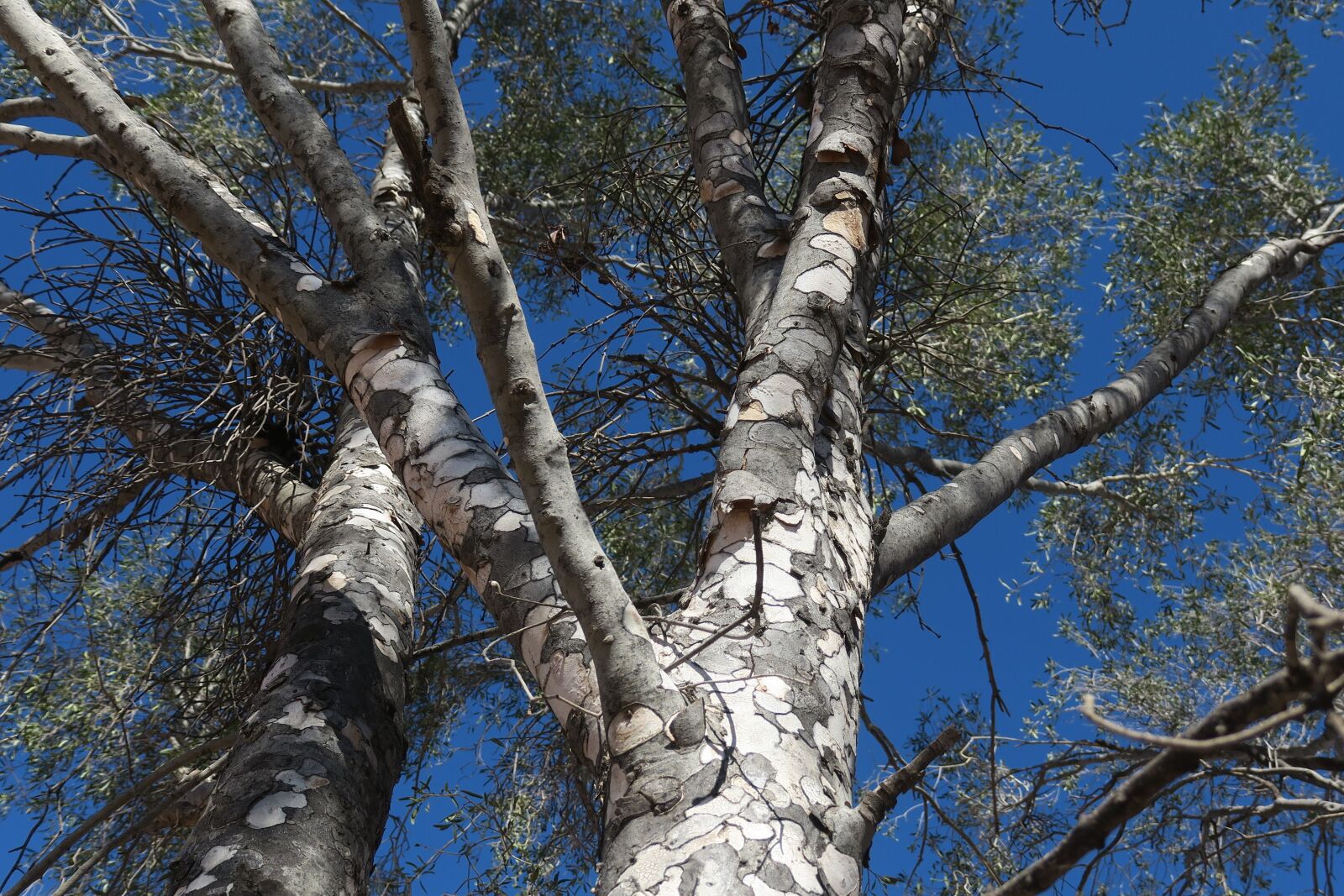 Canon PowerShot G3 X sample photo. Leopardwood tree, northern, nsw photography