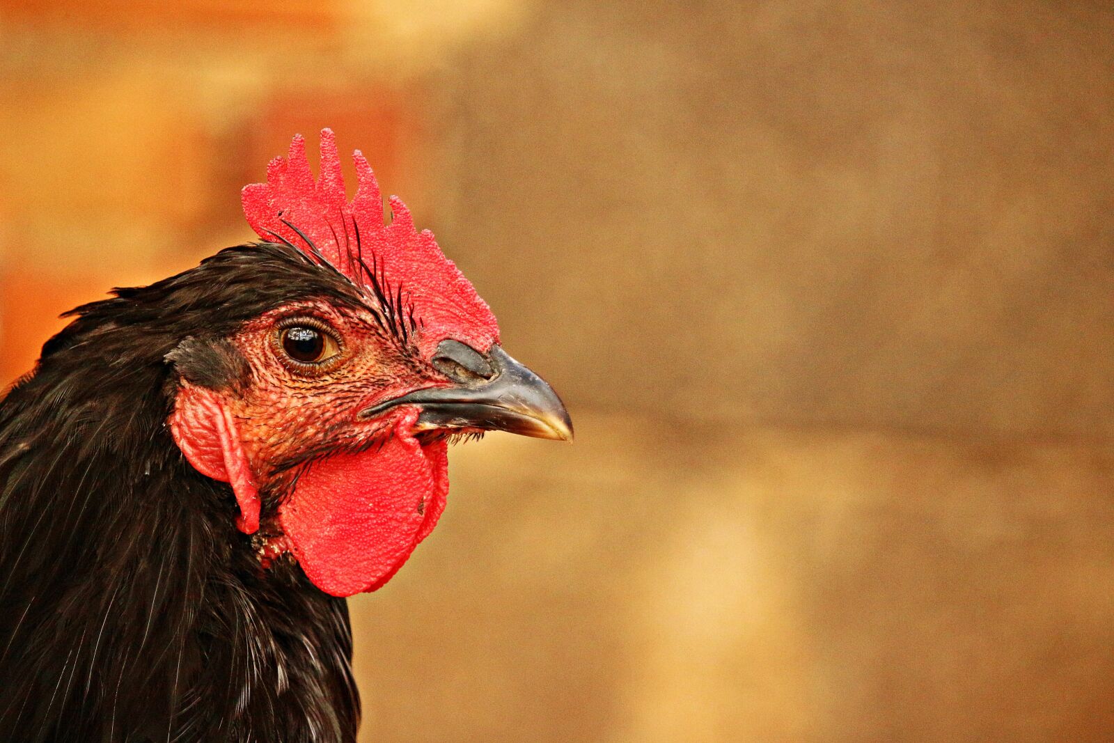 Canon EOS 100D (EOS Rebel SL1 / EOS Kiss X7) sample photo. Bird, chicken, poultry photography